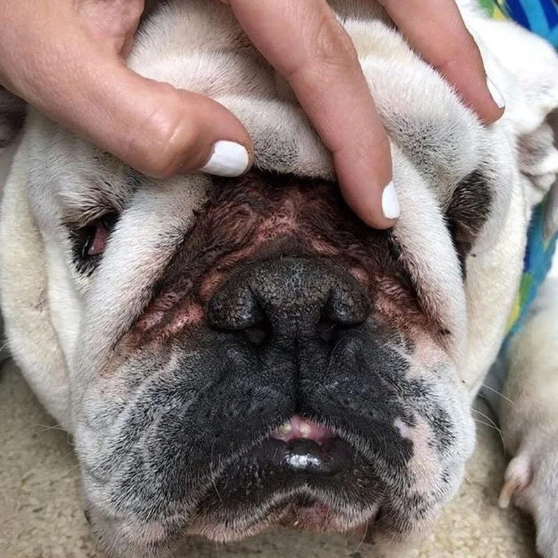 How to Perform a Dog Skin Fold Check for Infections: Bulldog Owners Guide