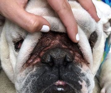 How to Perform a Dog Skin Fold Check for Infections: Bulldog Owners Guide