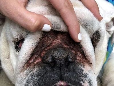 How to Perform a Dog Skin Fold Check for Infections: Bulldog Owners Guide