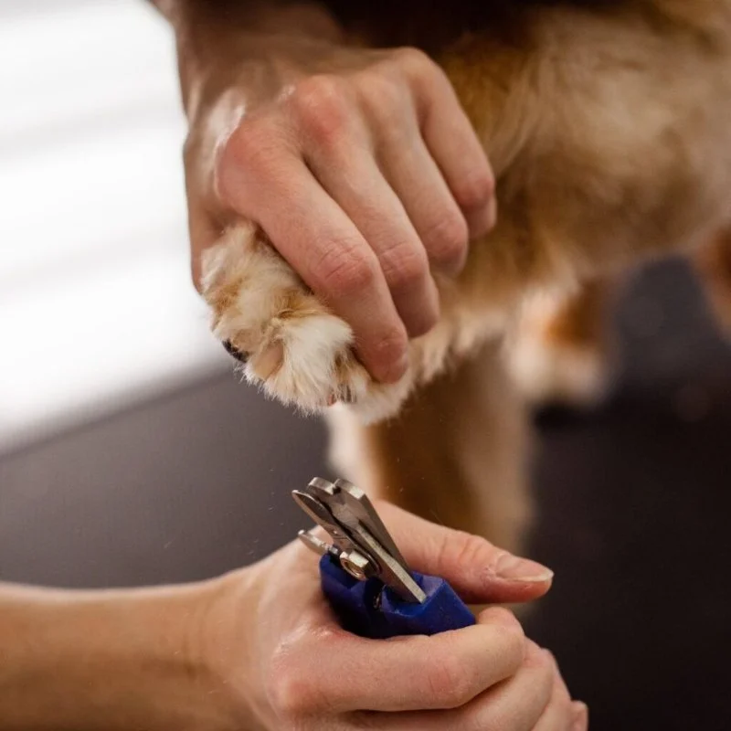 How to Safely Trim Your Dog’s Nails at Home – UK Guide
