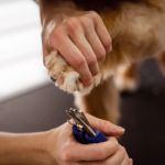 How to Safely Trim Your Dog’s Nails at Home – UK Guide