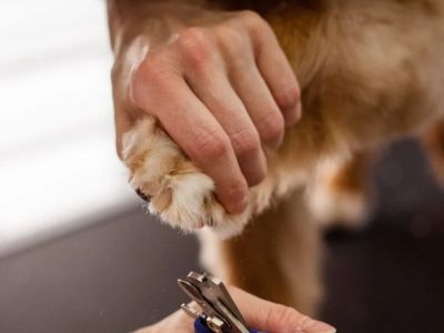 How to Safely Trim Your Dog’s Nails at Home – UK Guide