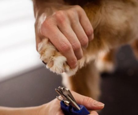 How to Safely Trim Your Dog’s Nails at Home – UK Guide