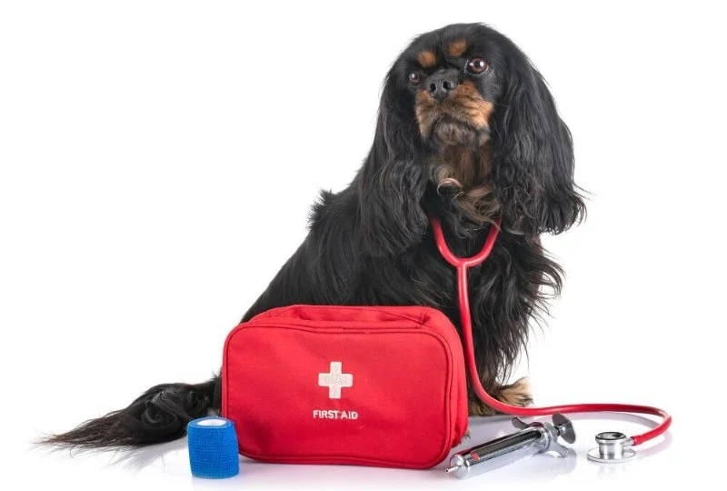 Vet-Approved First Aid Tips for Senior Pets Every Owner Should Know