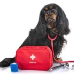 Vet-Approved First Aid Tips for Senior Pets Every Owner Should Know