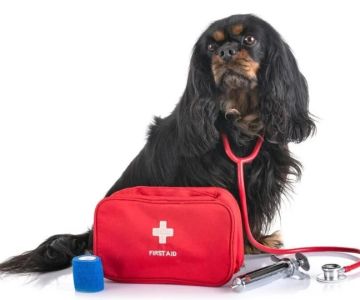Vet-Approved First Aid Tips for Senior Pets Every Owner Should Know