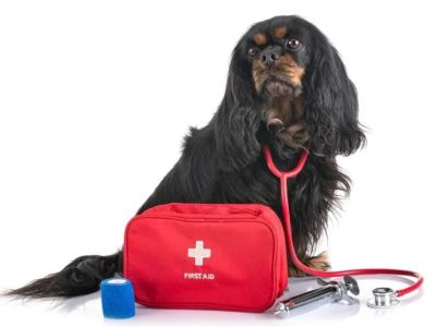 Vet-Approved First Aid Tips for Senior Pets Every Owner Should Know