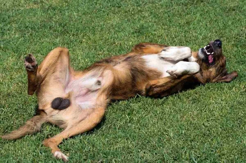 How to Tell If Your Dog Has an Undescended Testicle: Cryptorchidism Signs