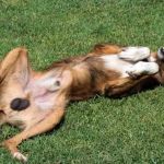 How to Tell If Your Dog Has an Undescended Testicle: Cryptorchidism Signs