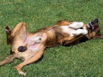 How to Tell If Your Dog Has an Undescended Testicle: Cryptorchidism Signs