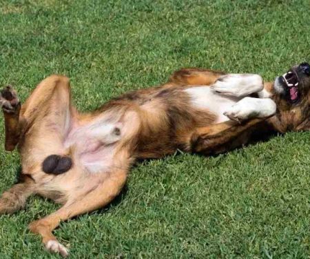 How to Tell If Your Dog Has an Undescended Testicle: Cryptorchidism Signs