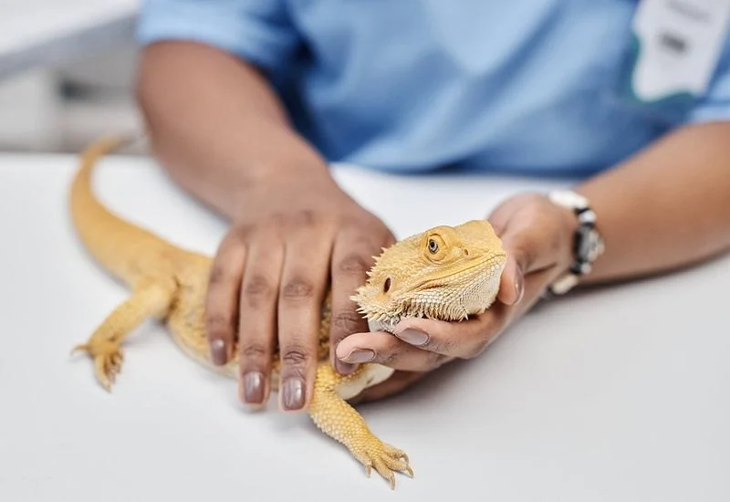 Top 10 Seasonal Health Tips Every UK Reptile Owner Should Know