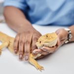 Top 10 Seasonal Health Tips Every UK Reptile Owner Should Know