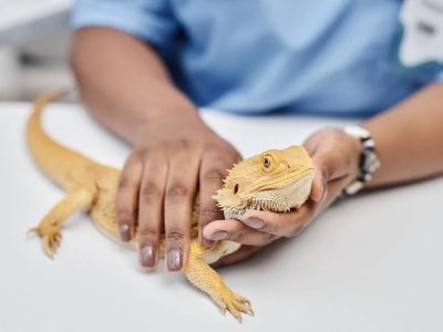 Top 10 Seasonal Health Tips Every UK Reptile Owner Should Know