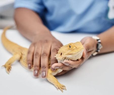Top 10 Seasonal Health Tips Every UK Reptile Owner Should Know