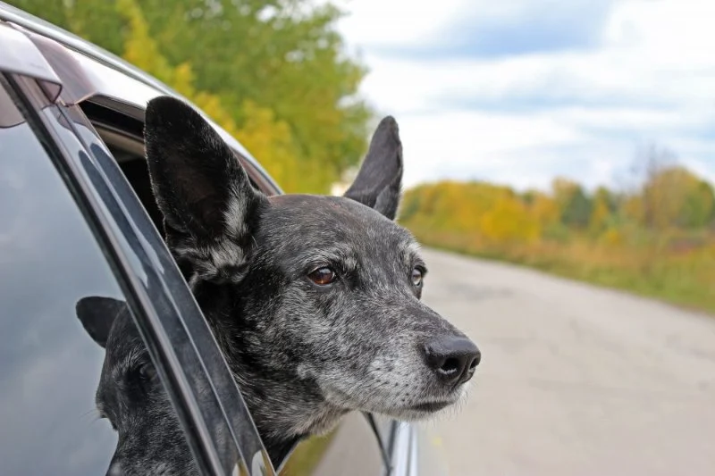 Expert Vet Advice on Travel Safety for Senior Pets in the UK