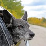 Expert Vet Advice on Travel Safety for Senior Pets in the UK