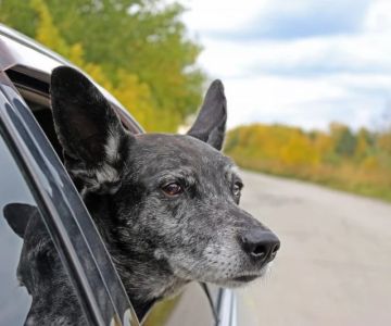 Expert Vet Advice on Travel Safety for Senior Pets in the UK