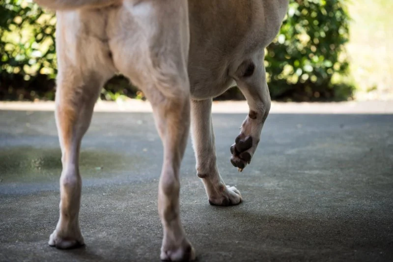How to Tell If Your Dog Has a Bone Spur: Recognizing Joint Pain and Limping Signs