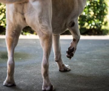 How to Tell If Your Dog Has a Bone Spur: Recognizing Joint Pain and Limping Signs