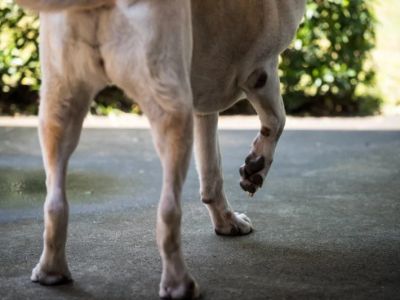 How to Tell If Your Dog Has a Bone Spur: Recognizing Joint Pain and Limping Signs