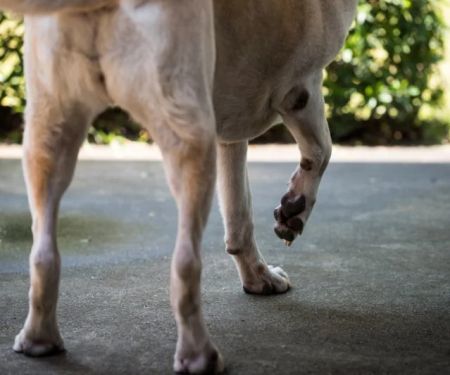 How to Tell If Your Dog Has a Bone Spur: Recognizing Joint Pain and Limping Signs