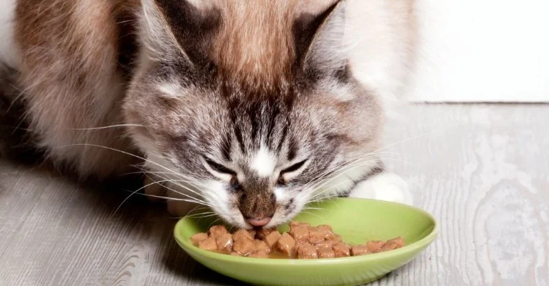 What Should I Feed My Cat with Hyperthyroidism? UK Diet Guide