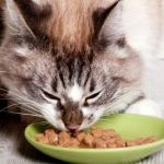 What Should I Feed My Cat with Hyperthyroidism? UK Diet Guide