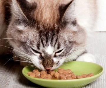 What Should I Feed My Cat with Hyperthyroidism? UK Diet Guide