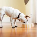 Top 10 Nutrition Tips Every Dog Owner in the UK Should Know