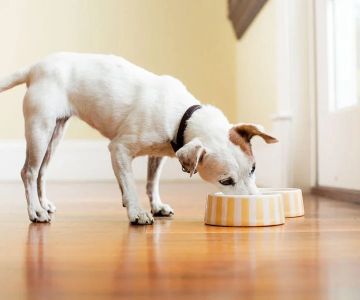 Top 10 Nutrition Tips Every Dog Owner in the UK Should Know