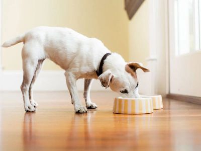 Top 10 Nutrition Tips Every Dog Owner in the UK Should Know