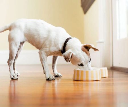 Top 10 Nutrition Tips Every Dog Owner in the UK Should Know