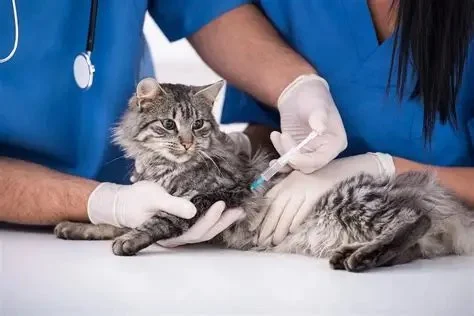 Vaccination Guide Tips for Kittens: UK Pet Owners Must Know
