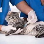 Vaccination Guide Tips for Kittens: UK Pet Owners Must Know