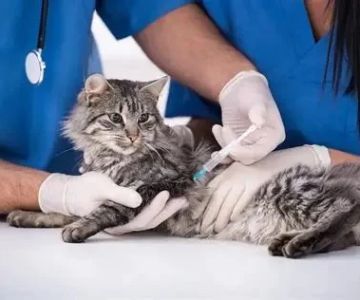 Vaccination Guide Tips for Kittens: UK Pet Owners Must Know