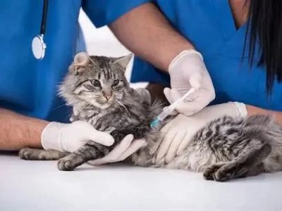 Vaccination Guide Tips for Kittens: UK Pet Owners Must Know