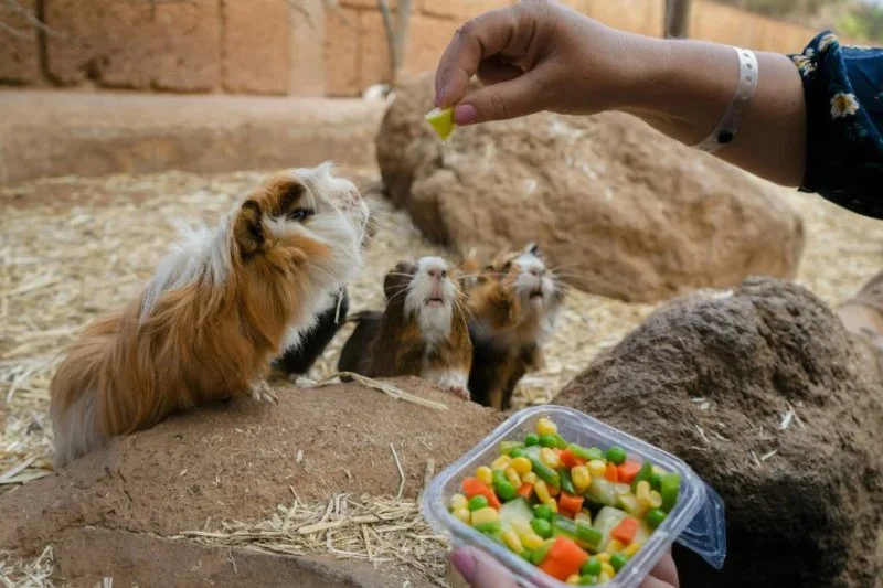 Can Guinea Pigs Eat Baby Corn? Safe Sweet Vegetable Treat Guide
