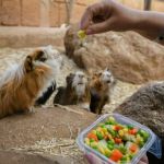 Can Guinea Pigs Eat Baby Corn? Safe Sweet Vegetable Treat Guide