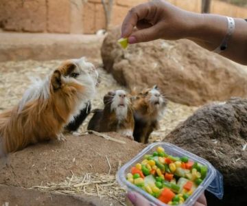 Can Guinea Pigs Eat Baby Corn? Safe Sweet Vegetable Treat Guide