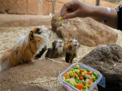 Can Guinea Pigs Eat Baby Corn? Safe Sweet Vegetable Treat Guide