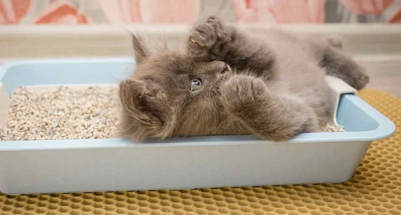 Why Is My Cat Not Using the Litter Box? Medical Causes Explained