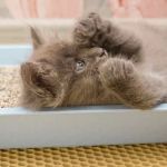 Why Is My Cat Not Using the Litter Box? Medical Causes Explained