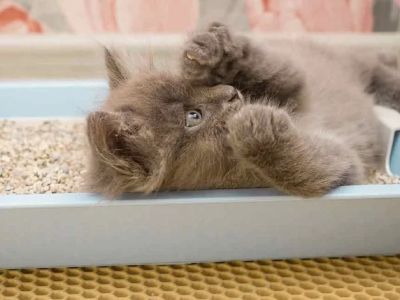 Why Is My Cat Not Using the Litter Box? Medical Causes Explained