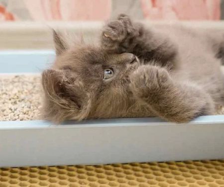 Why Is My Cat Not Using the Litter Box? Medical Causes Explained