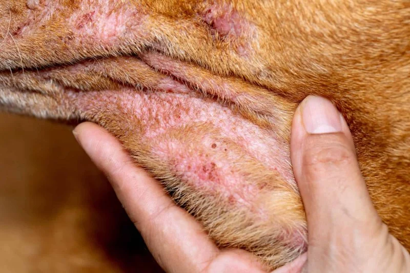 How to Treat Your Dog’s Dry, Itchy Skin: Home Remedies and Vet Care