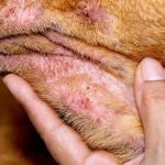 How to Treat Your Dog’s Dry, Itchy Skin: Home Remedies and Vet Care