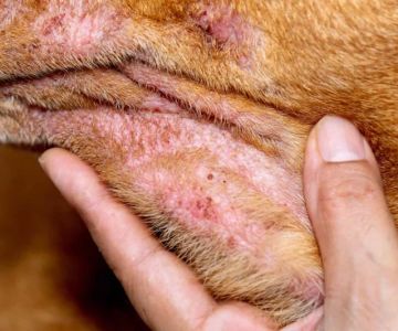 How to Treat Your Dog’s Dry, Itchy Skin: Home Remedies and Vet Care