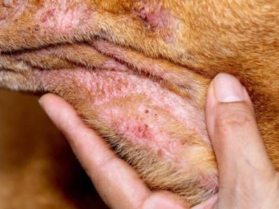 How to Treat Your Dog’s Dry, Itchy Skin: Home Remedies and Vet Care