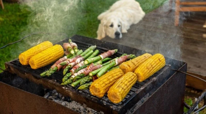 Can Dogs Eat Asparagus Fern? Ornamental Plant Poisoning Risks Explained
